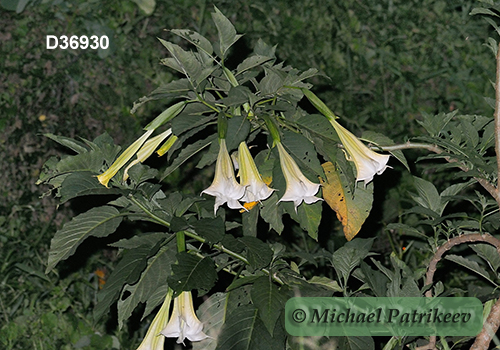 Angel Trumpet (Brugmansia suaveolens)